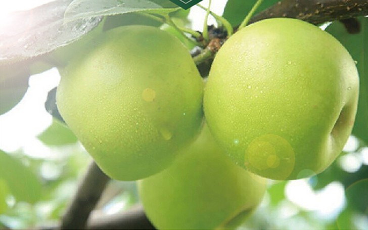 現(xiàn)代梨園花果管理虛擬仿真實(shí)驗(yàn)