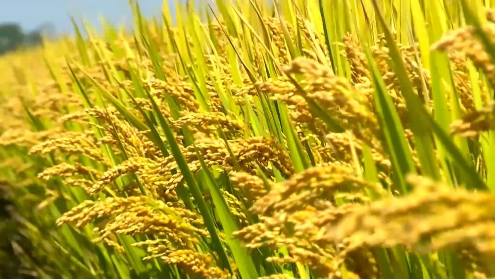 虛擬仿真技術(shù)如何推動農(nóng)業(yè)科技實驗教學(xué)變革發(fā)展
