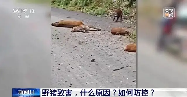 野豬泛濫成災(zāi)，虛擬仿真如何培訓(xùn)生態(tài)獵人