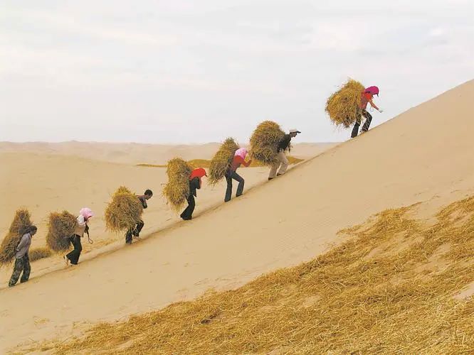 三北工程防沙治沙步履鏗鏘